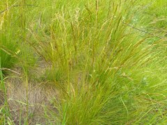 Festuca