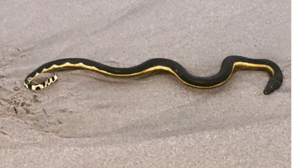 Photo of Yellow-bellied sea snake (Pelamis platura)