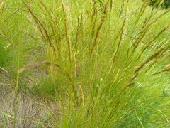 Festuca