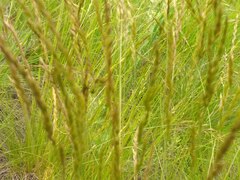 Festuca