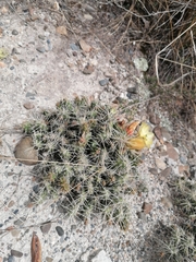 Cactaceae