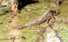 Archaeognatha