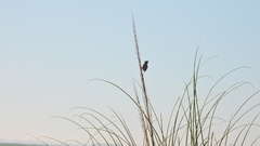 Cistothorus platensis