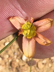 Moraea bifida