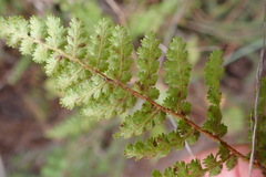 Anemia caffrorum