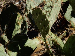 Opuntia mojavensis