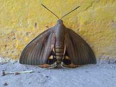 Paysandisia archon