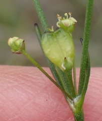Centella virgata