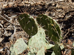 Opuntia mojavensis