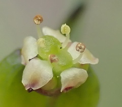 Centella virgata