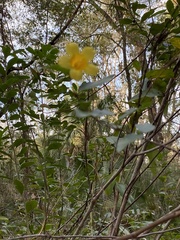 Gelsemium sempervirens