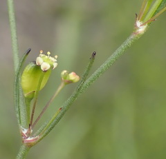 Centella virgata