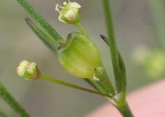 Centella virgata