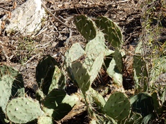 Opuntia mojavensis