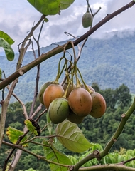 Solanum betaceum