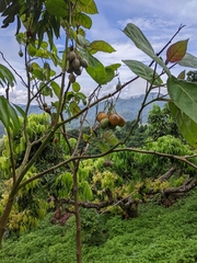 Solanum betaceum