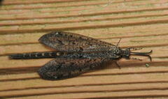 Brachynemurus nebulosus