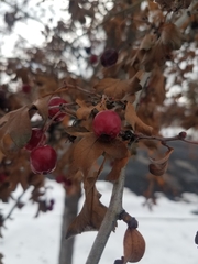 Crataegus monogyna