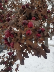 Crataegus monogyna