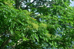 Meliosma rhoifolia