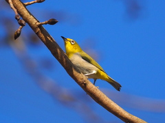 Zosterops simplex simplex