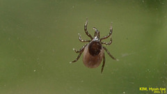 Ixodes nipponensis