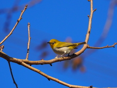 Zosterops simplex simplex