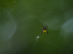 Macracantha hasselti