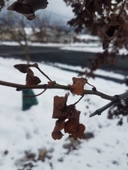 Crataegus monogyna