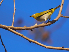 Zosterops simplex simplex