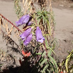 Penstemon gentianoides