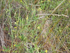 Rhynchosia leucoscias
