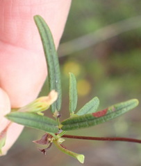 Rhynchosia leucoscias