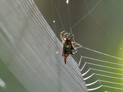 Gasteracantha diardi