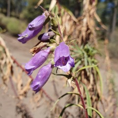 Penstemon gentianoides