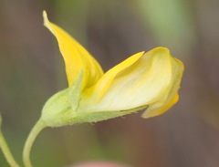 Rhynchosia leucoscias