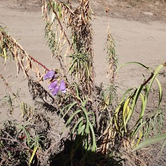 Penstemon gentianoides