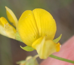 Rhynchosia leucoscias