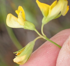 Rhynchosia leucoscias