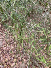 Orthosia scoparia