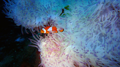 Amphiprion ocellaris