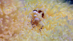 Ancylocaris brevicarpalis