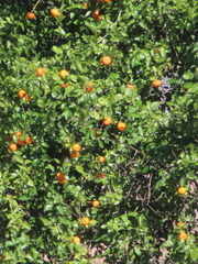 Citrus deliciosa
