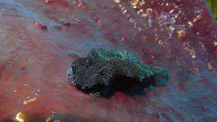 Doriprismatica stellata