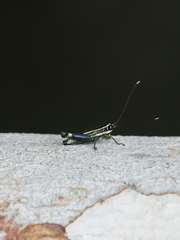 Meltripata picta