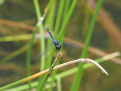 Indothemis carnatica