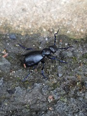 Meloe proscarabaeus