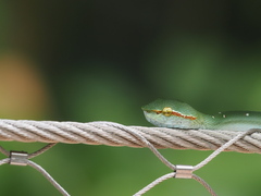 Tropidolaemus wagleri