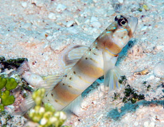 Amblyeleotris arcupinna