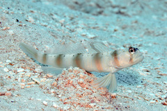 Amblyeleotris arcupinna